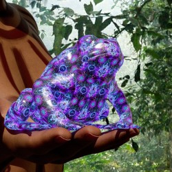 Bufo Alvarius - Sonoran Desert Toad